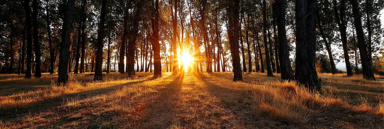 Sun rising, rays shining, through a forest of trees on the Summer Solstice.